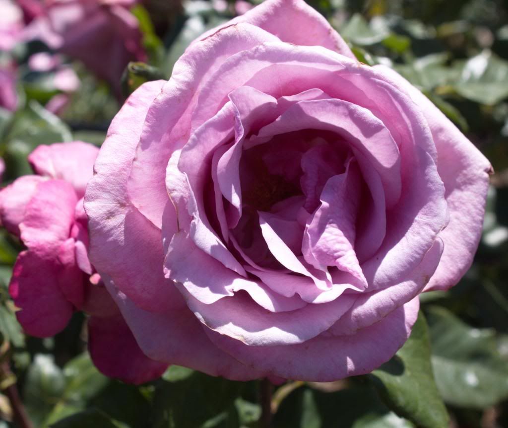  photo FragrantPlum_zps91498136.jpg